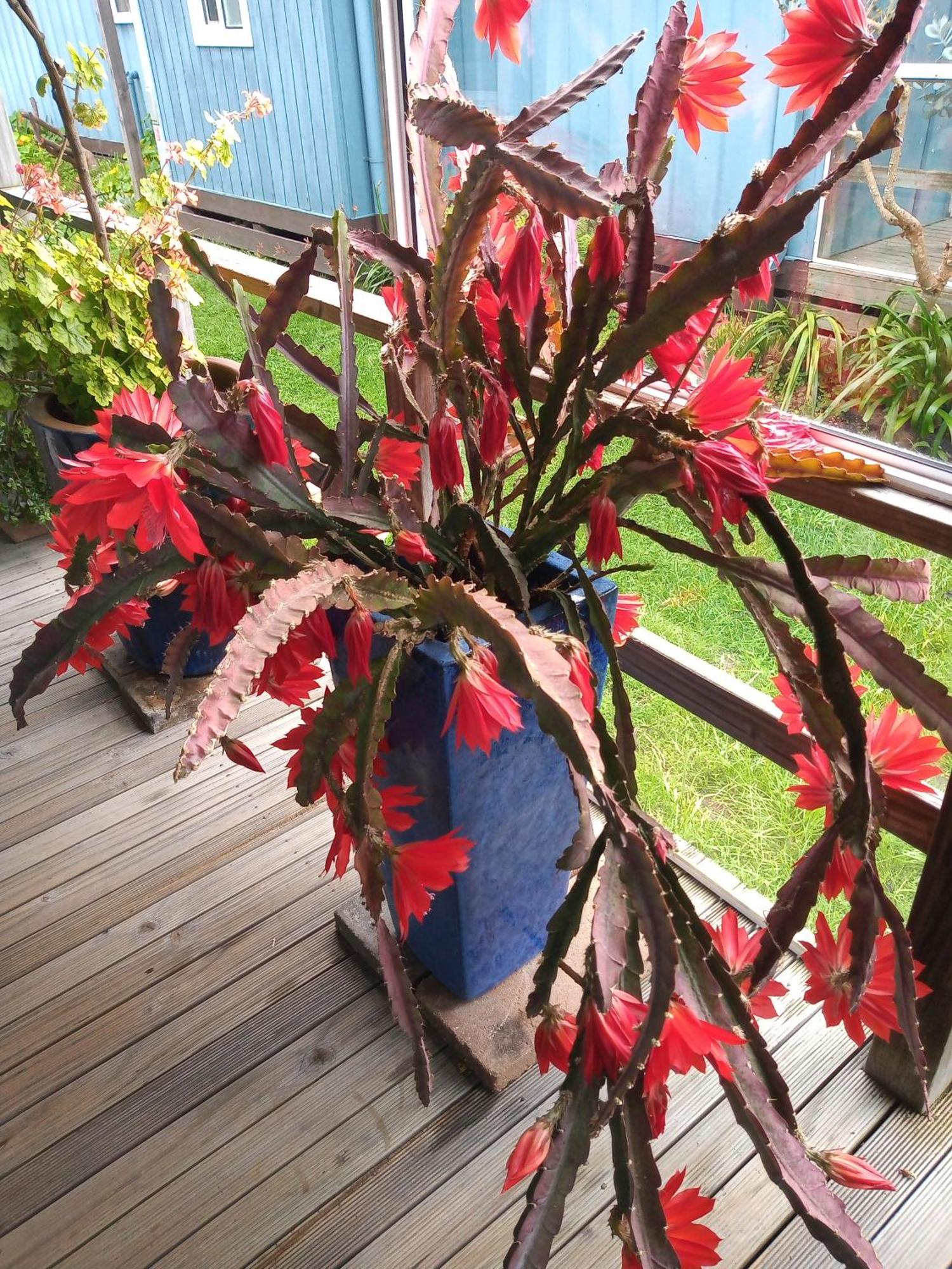 Lakes Entrance Waterfront Cottages With King Beds Εξωτερικό φωτογραφία